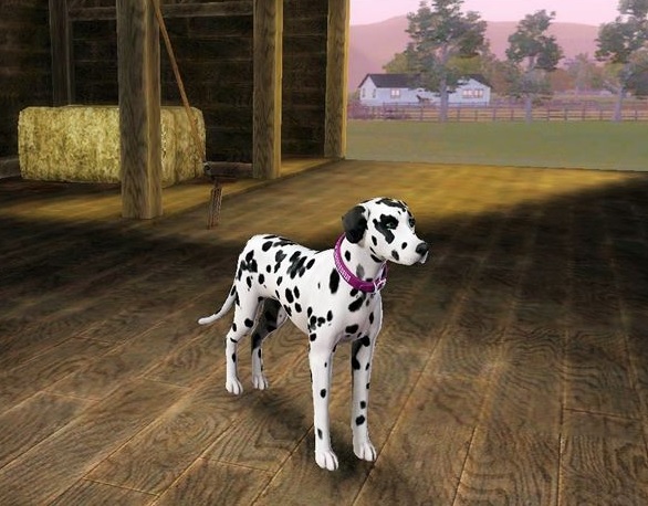 doggeh